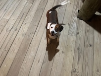 Happy dog