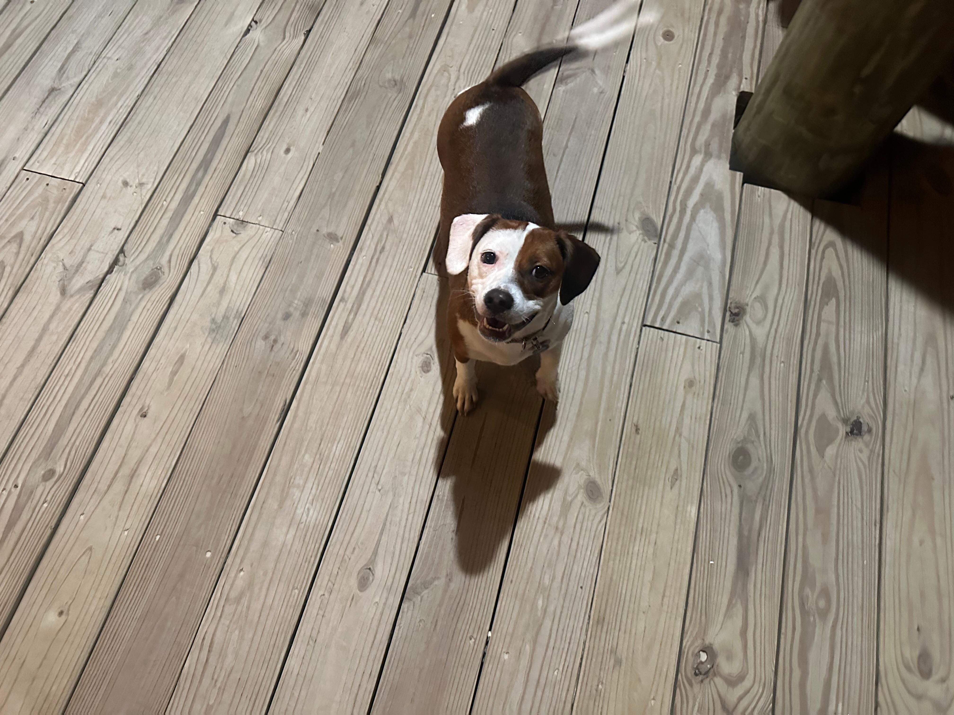 Happy dog