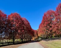 Beautiful fall foliage