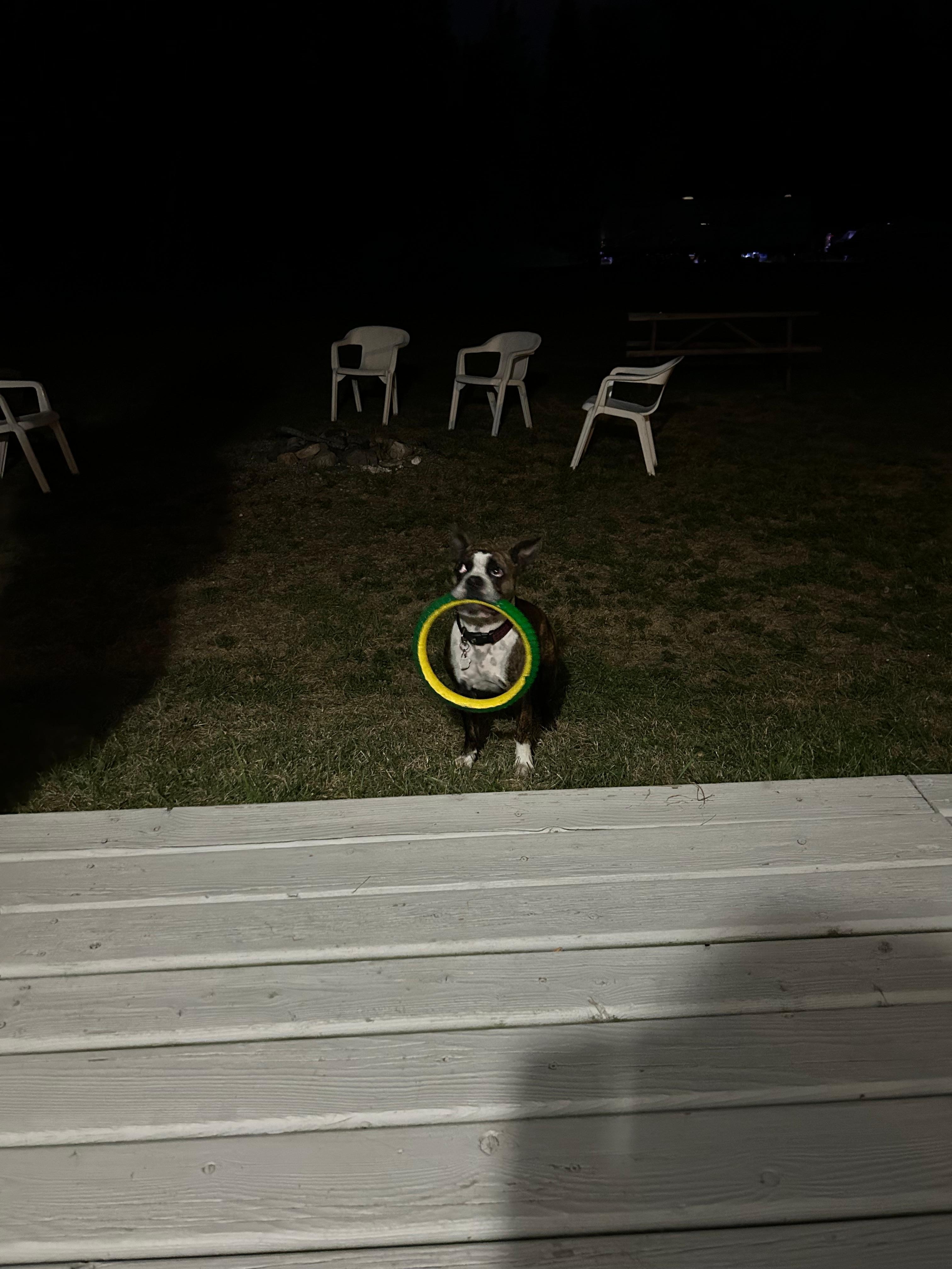 Our dog had room to play. 