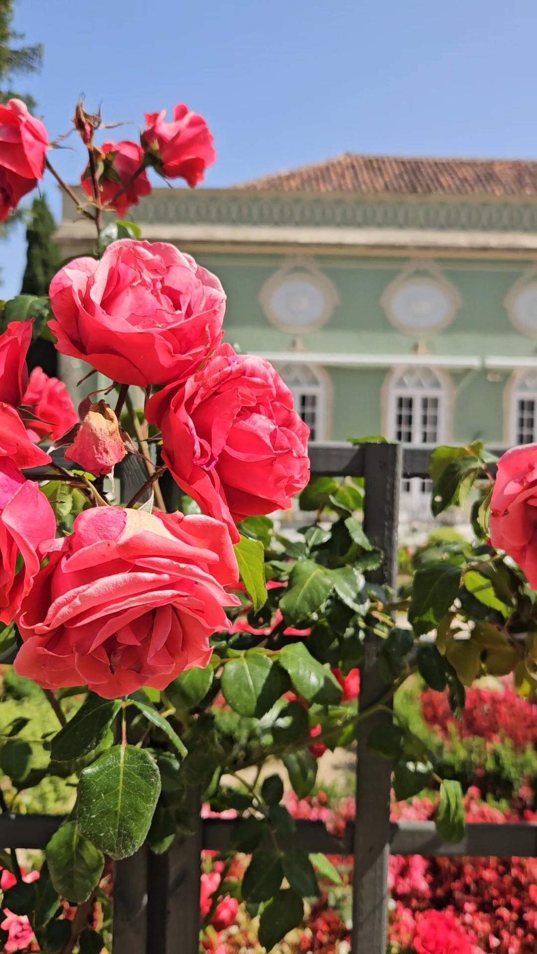 Beautiful garden