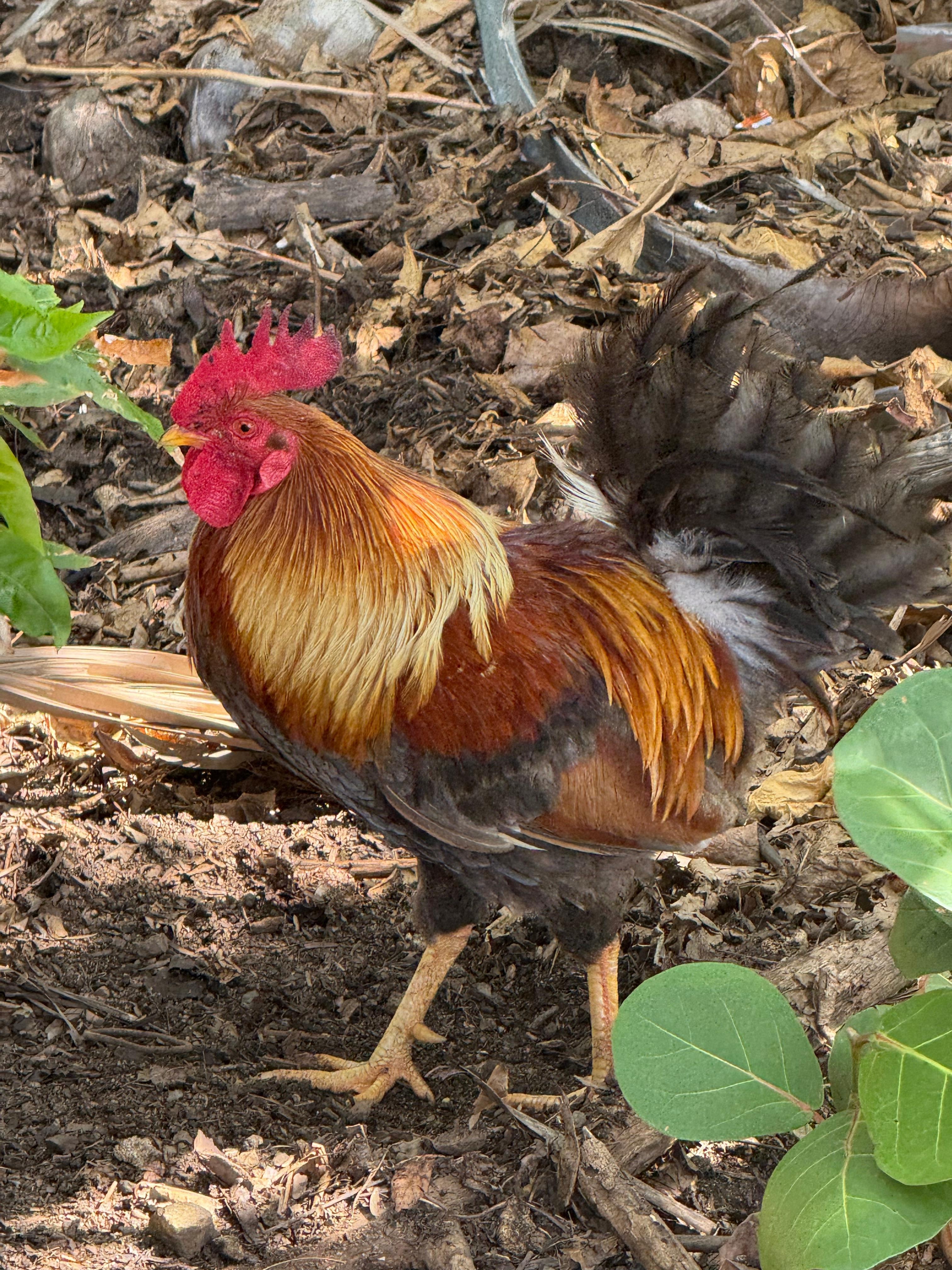 Roosters roaming the streets- bring ear plugs if you don’t want alarm clock.