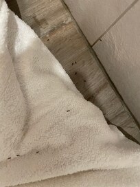 Ants