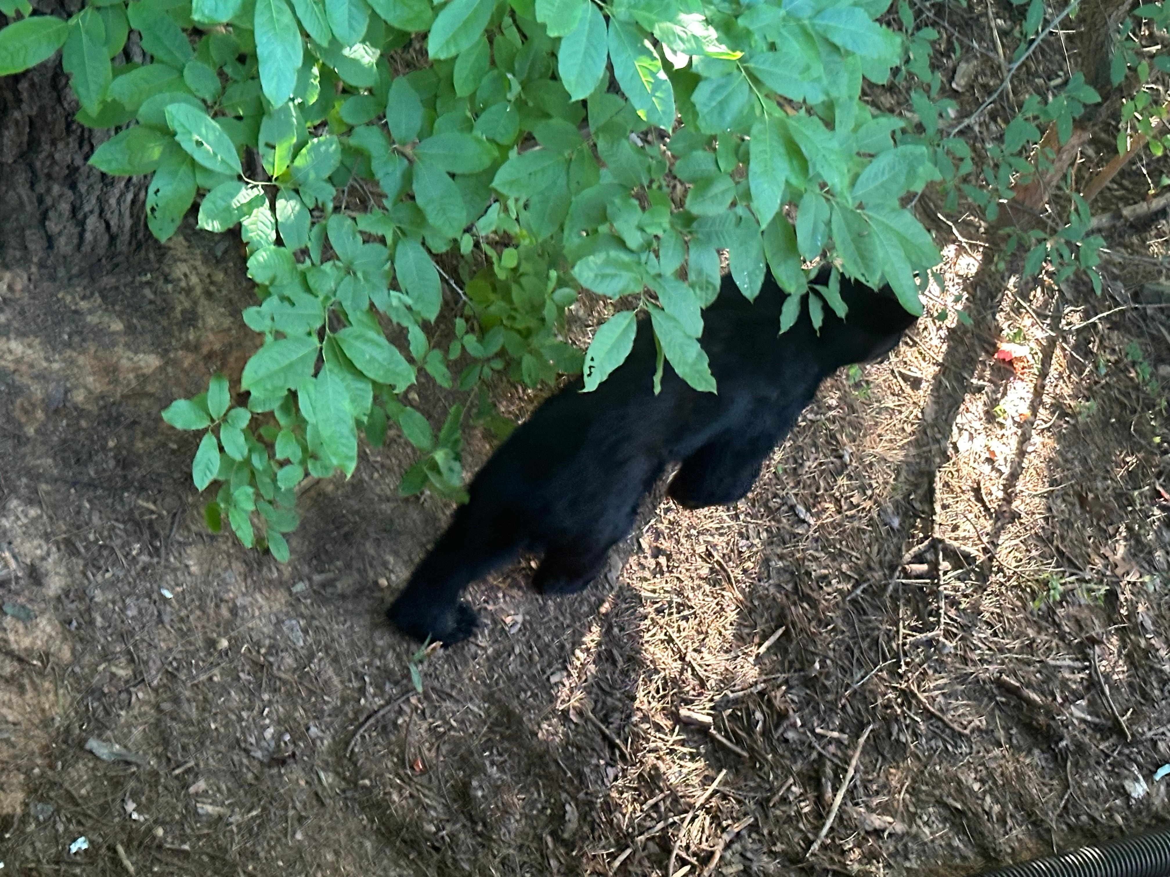 Bear coming down the side of the cabin