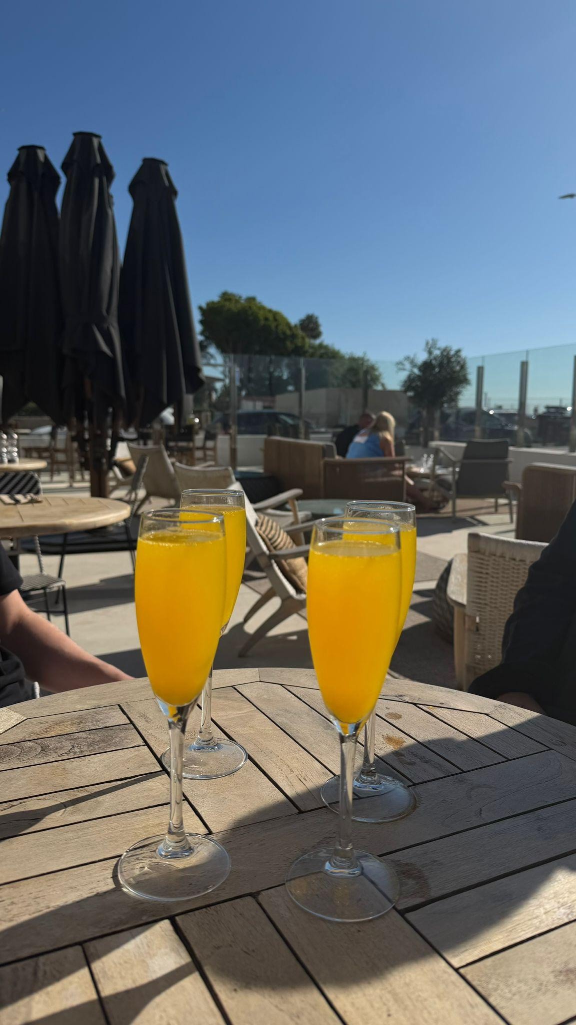 Mimosa’s