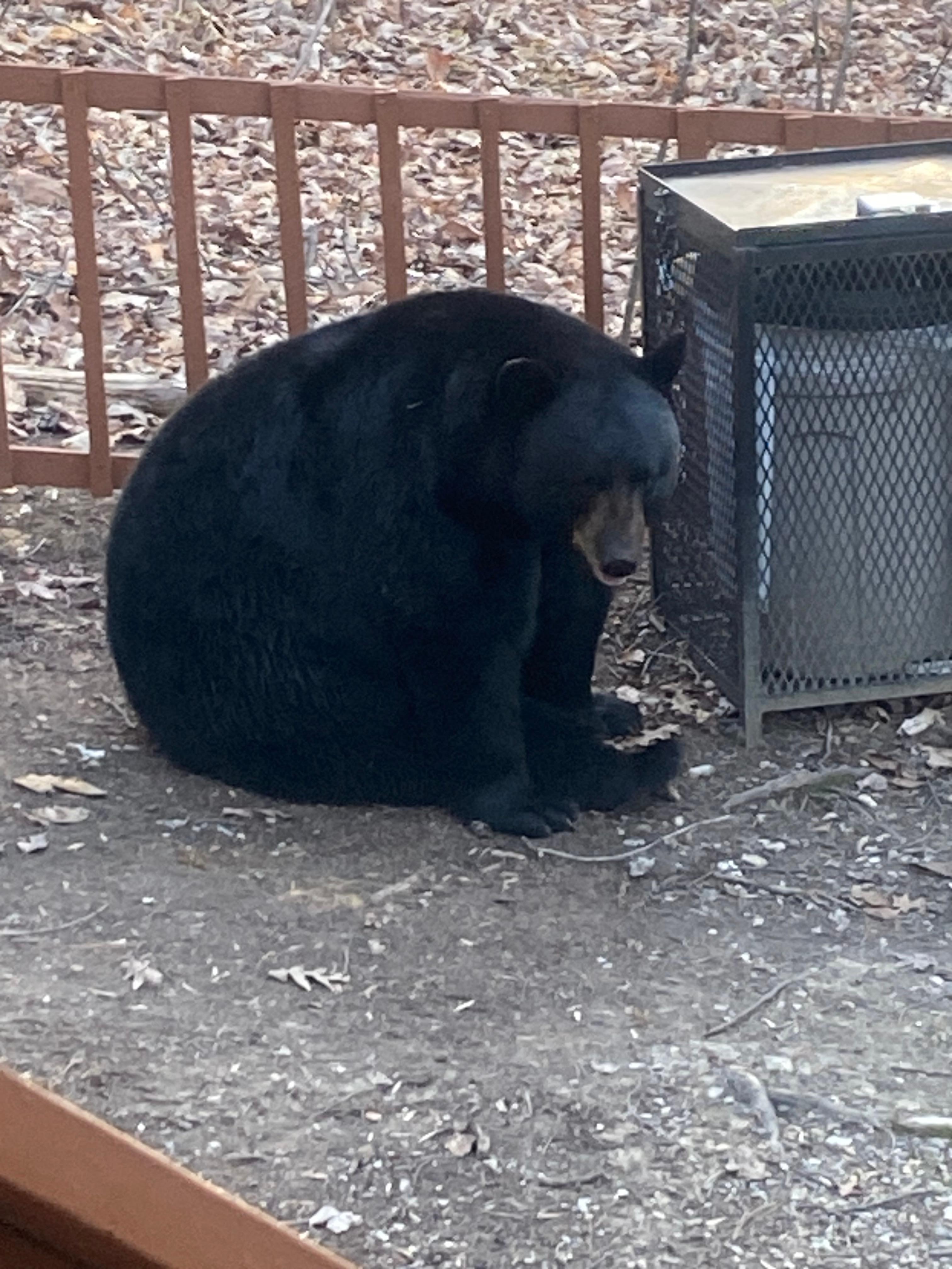 We had a visitor at the cabin! So exciting.