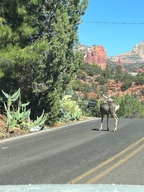 Roaming the road