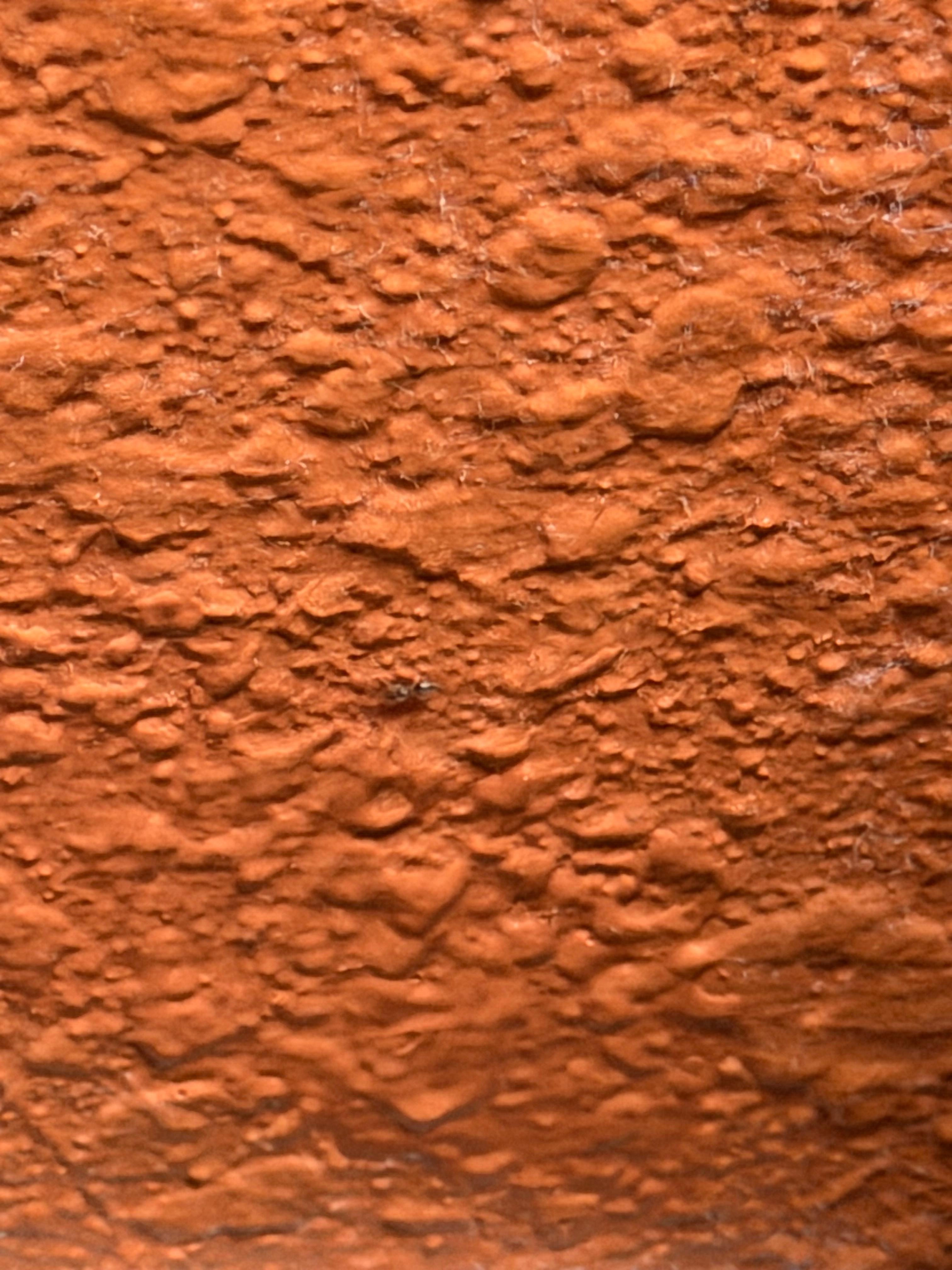 Ants