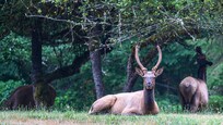Elk, they were everywhere.