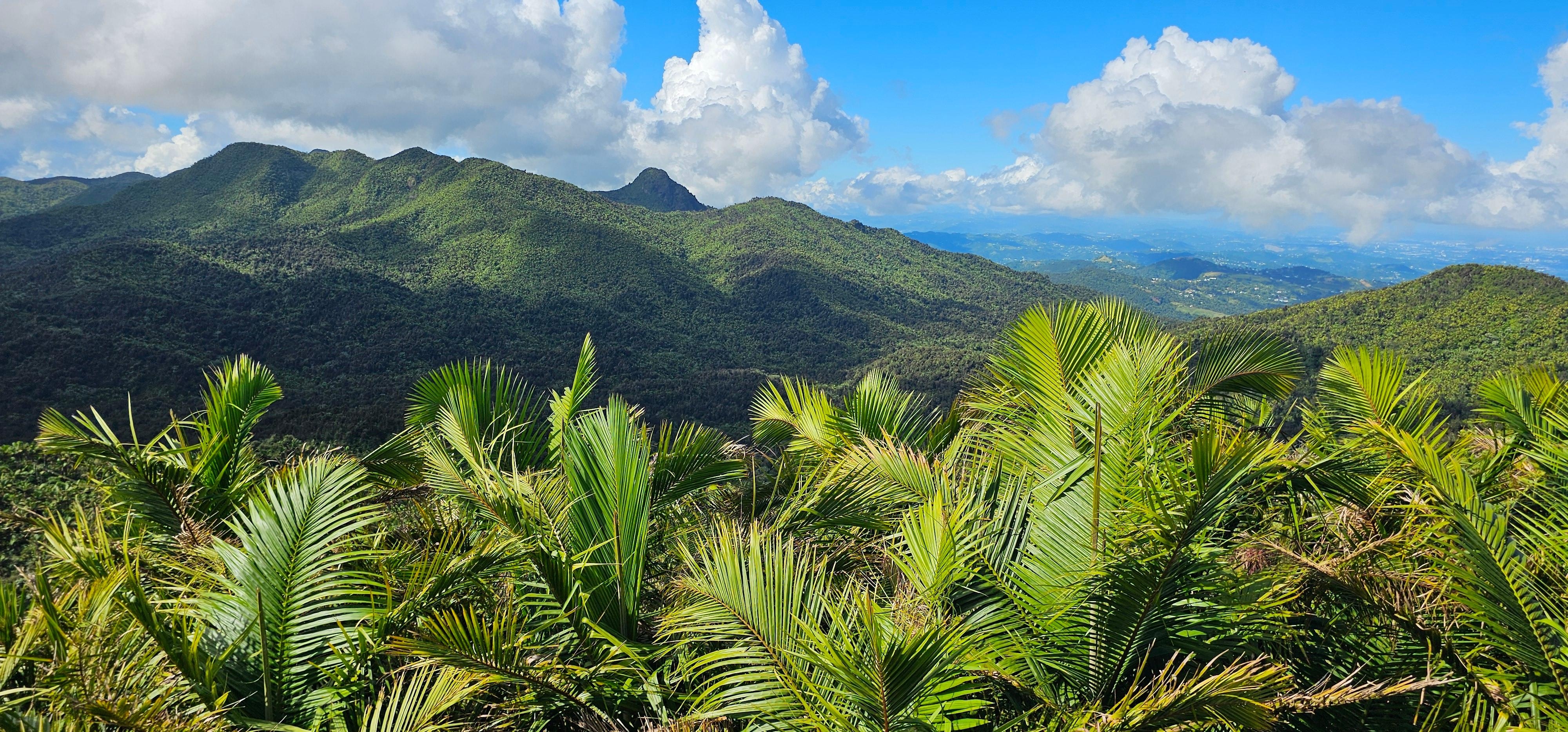 El Yunque National Forest - 25 minutes away.