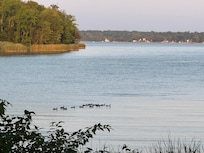 View of the water looking to Chesapeake Bay w ducks or geese in water
