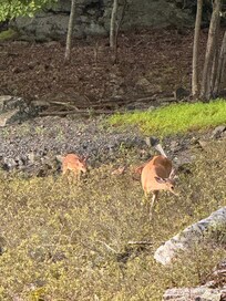 Lots of deer