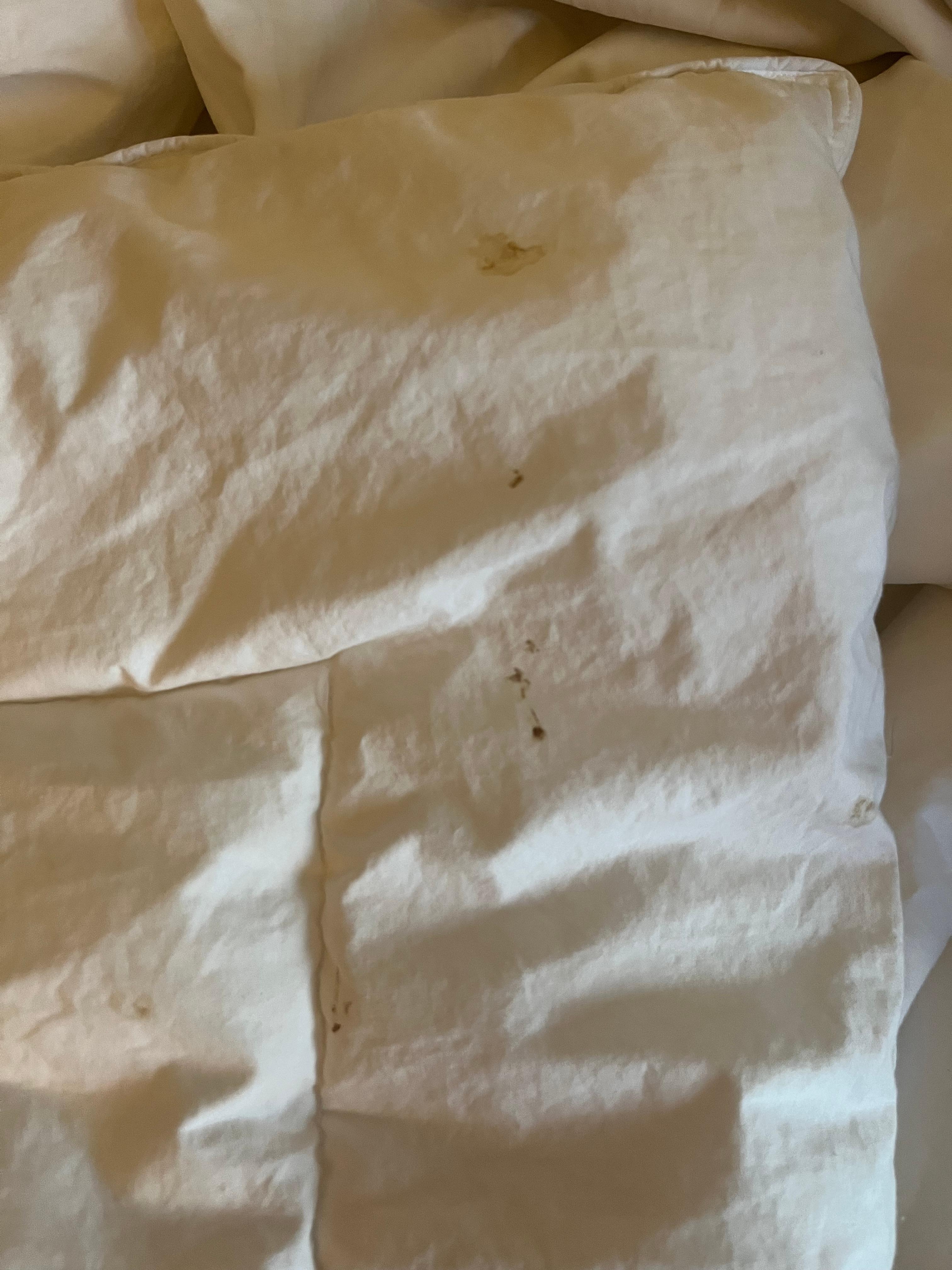 What appears to be blood droplets on our comforter. 8th floor balcony room. 