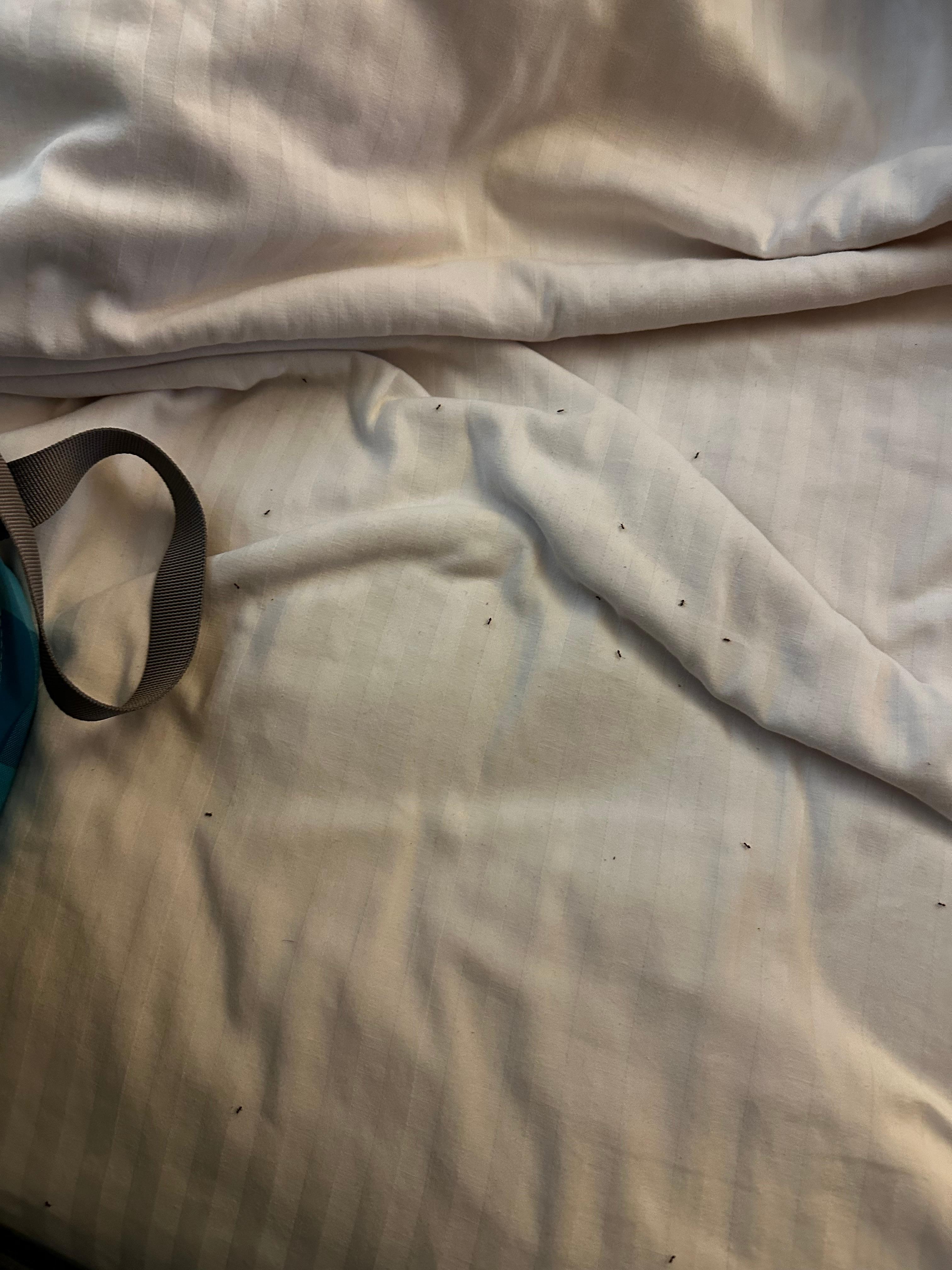 Room infested with ants. Picked out bag up off the floor and put it on the bed and it was covered. So gross! 