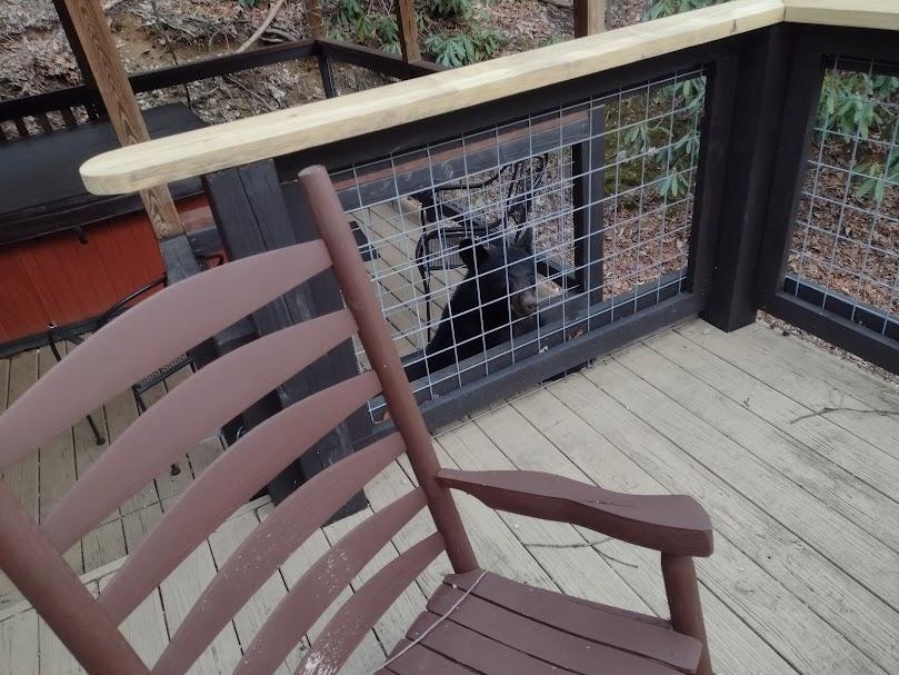 Bear (Back Deck)