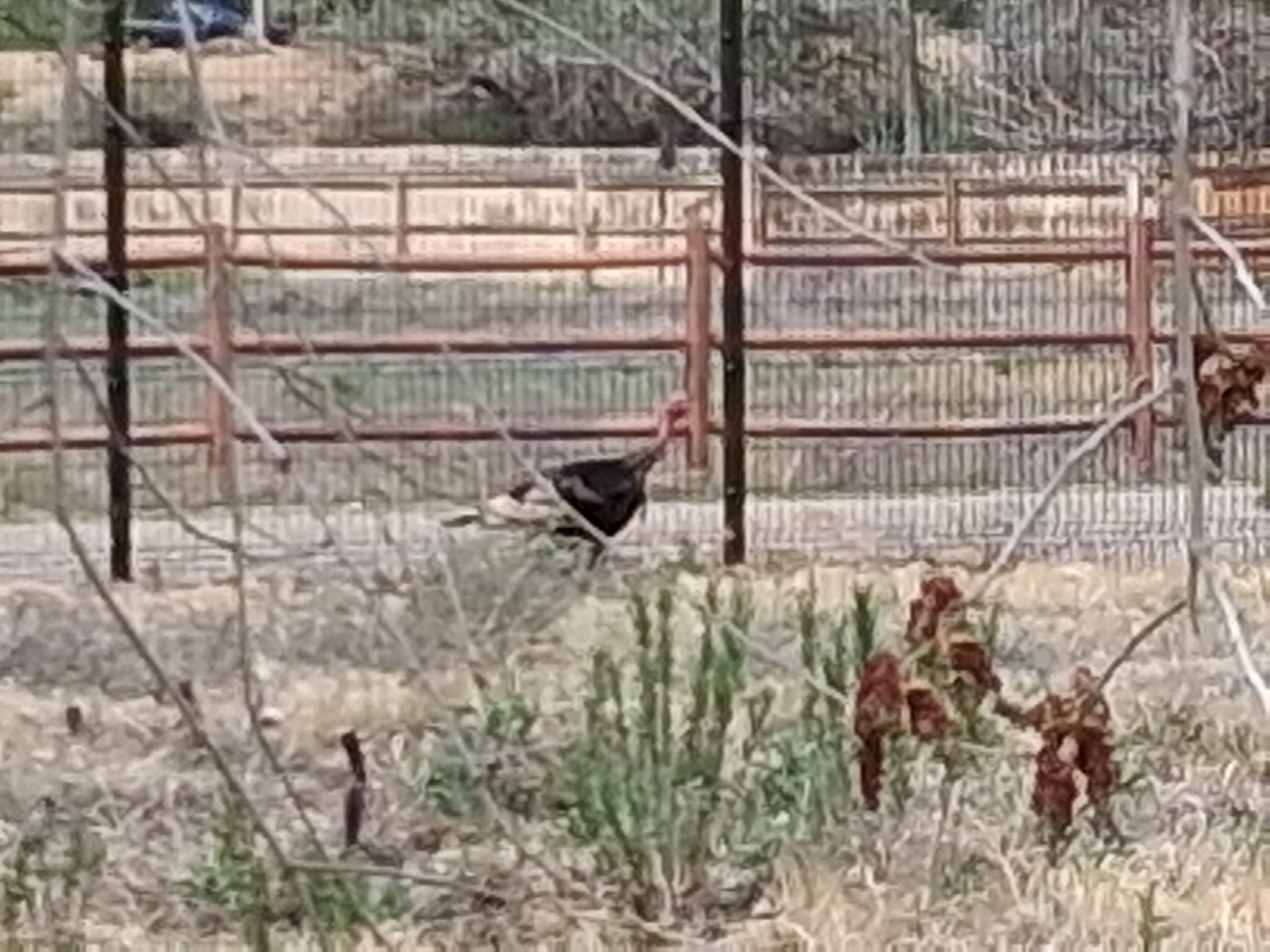 Wild turkey along the trail 