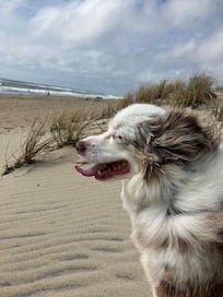 Boo (Yes, the Famous "Boo" from the 1967 Lobos tune) enjoying the beach, this rental is pet friendly!