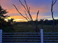 Marsh view