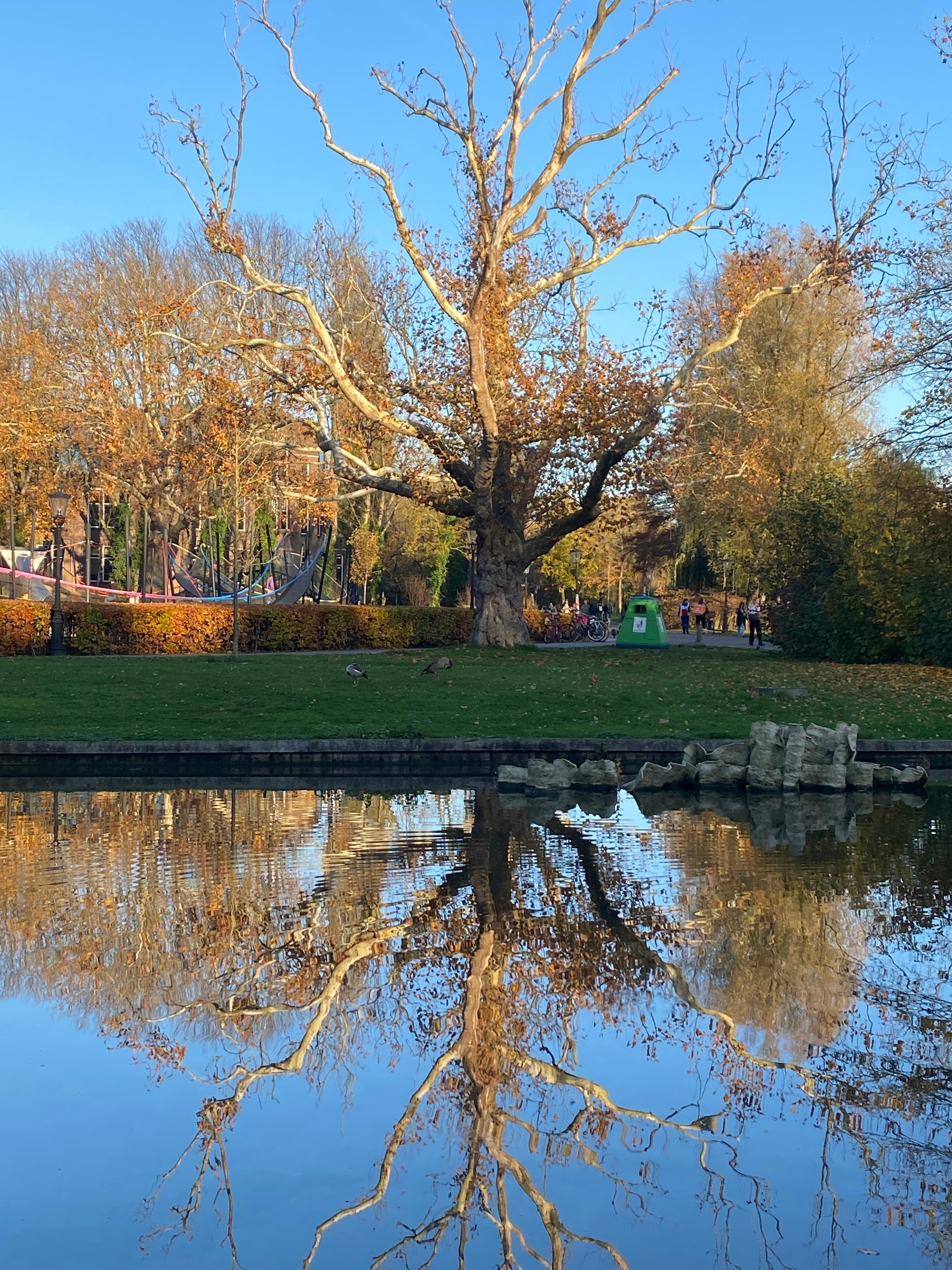Lovely little lake with ducks & a heron 