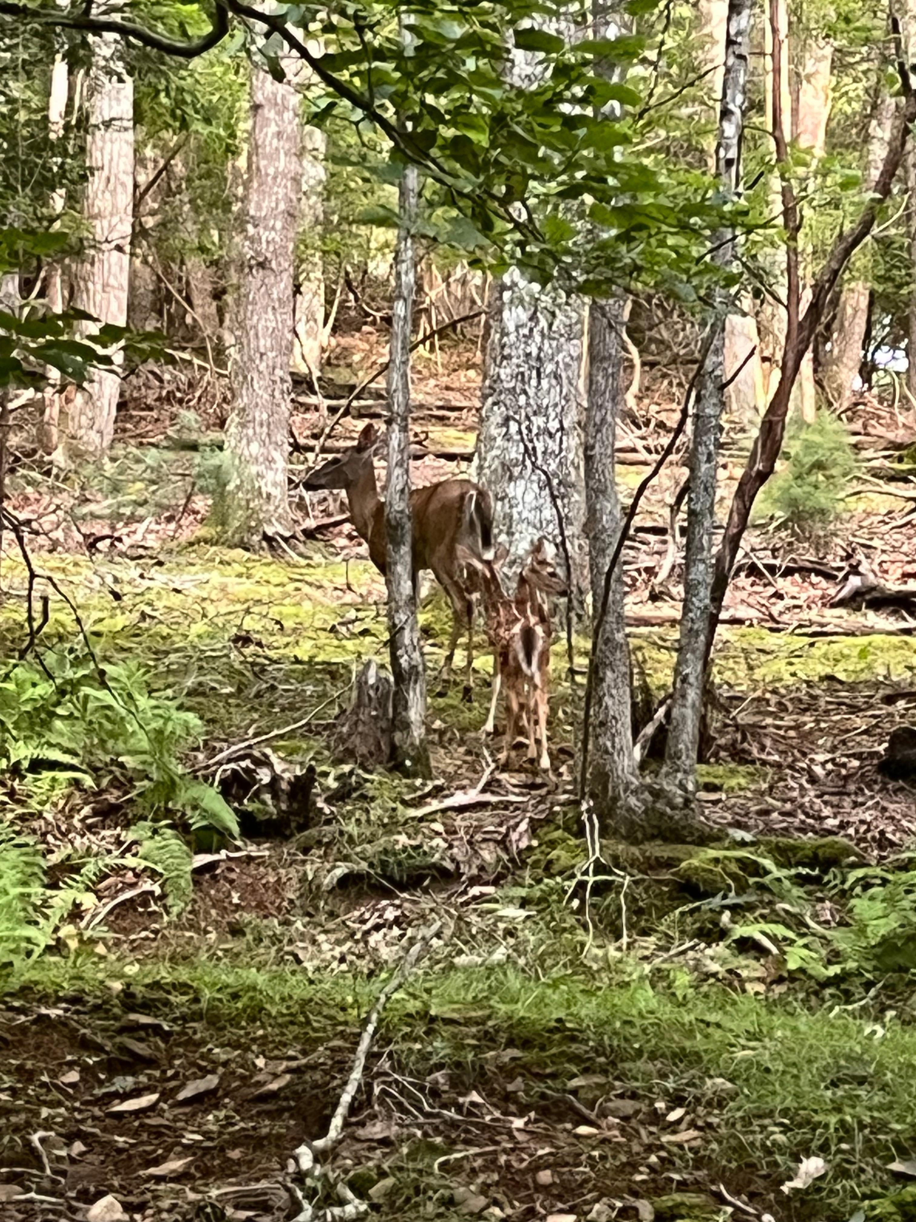 Deer in the front yard!