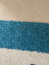 chewing gum in bedrrom rug