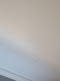 dead bugs stuck to the bathroom ceiling