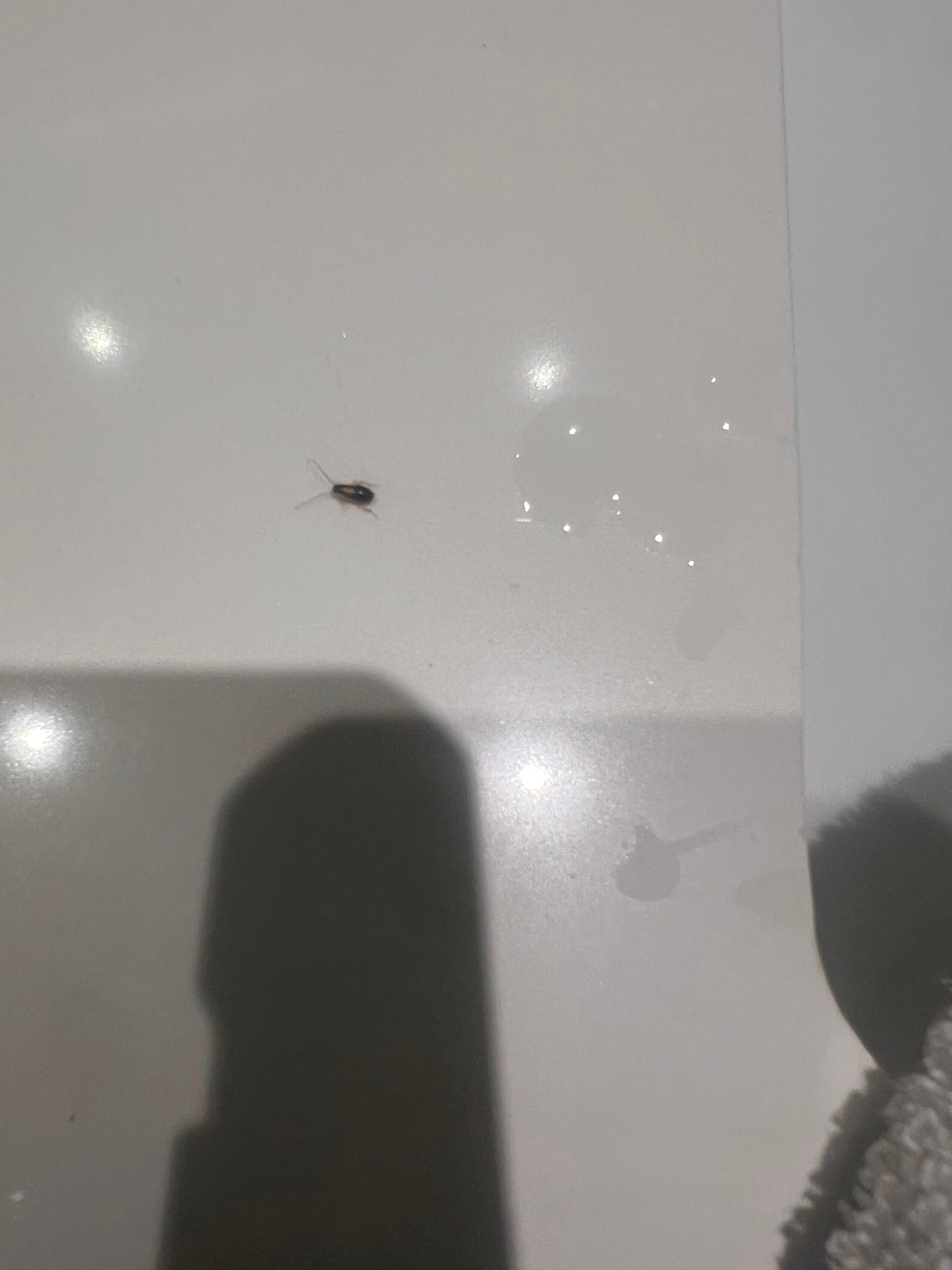 Roach in bathroom.