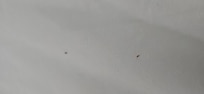 Bugs!!!