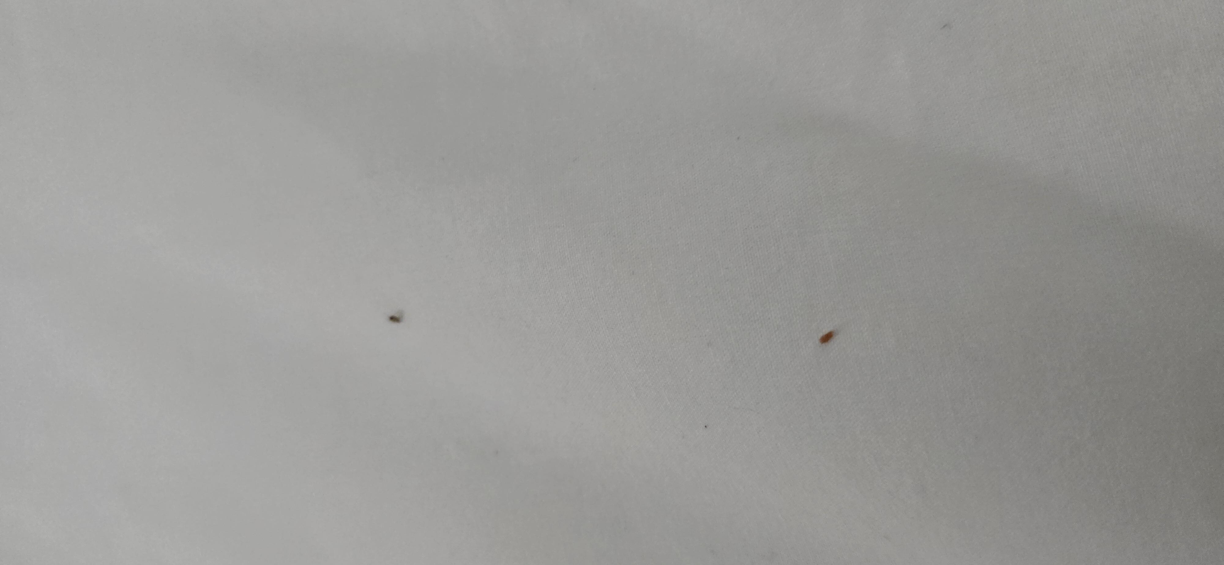 Bugs!!!