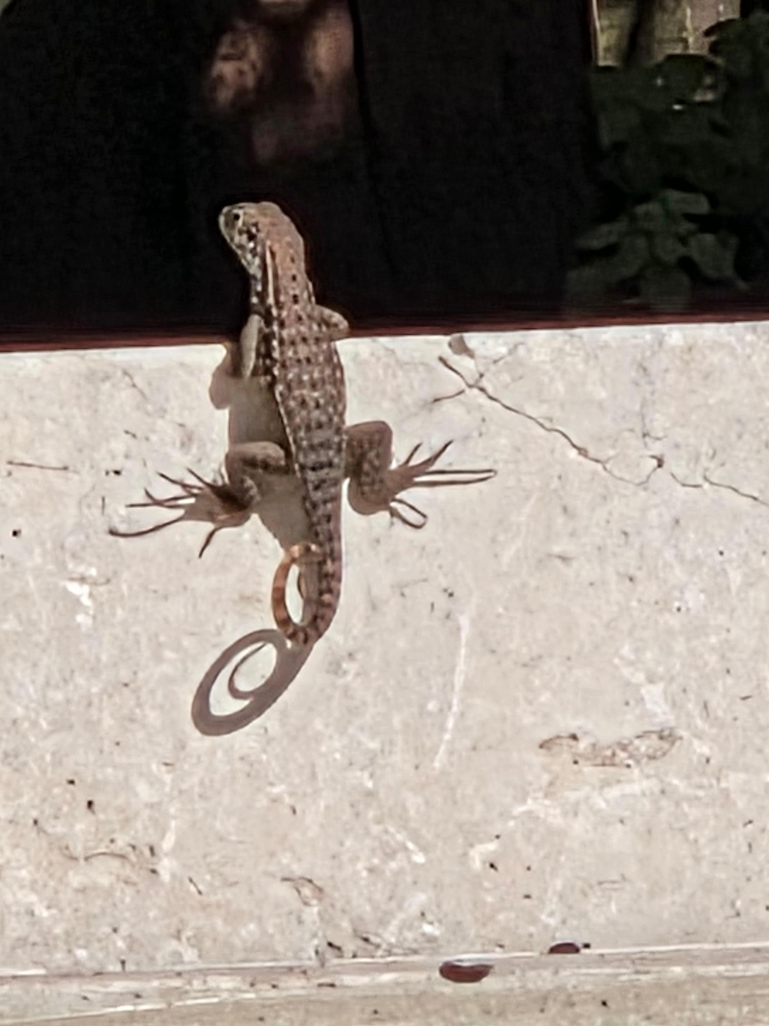 Geckos and iguanas a-plenty in Florida
