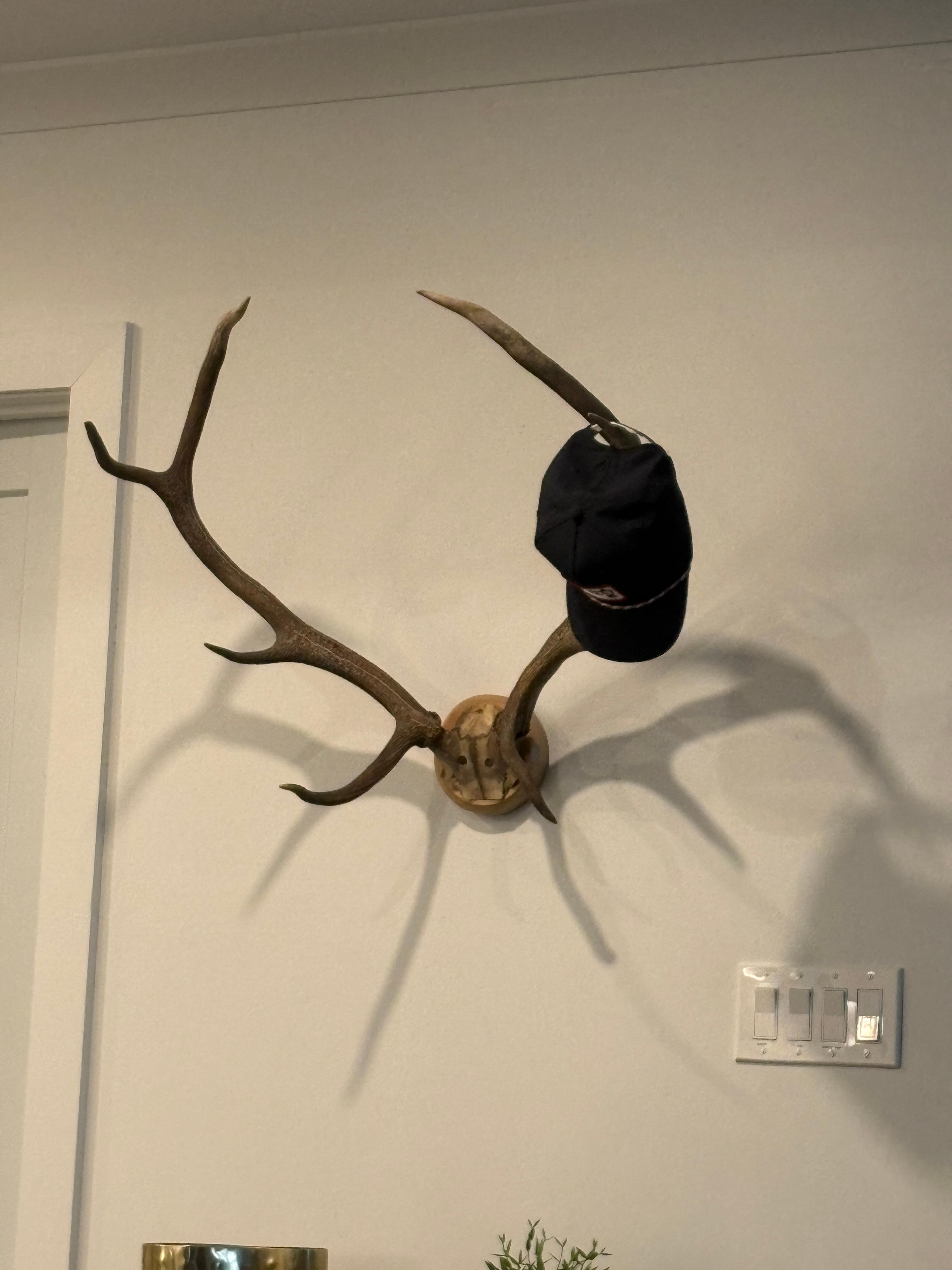 Antlers and some horn created a few picture moments. 