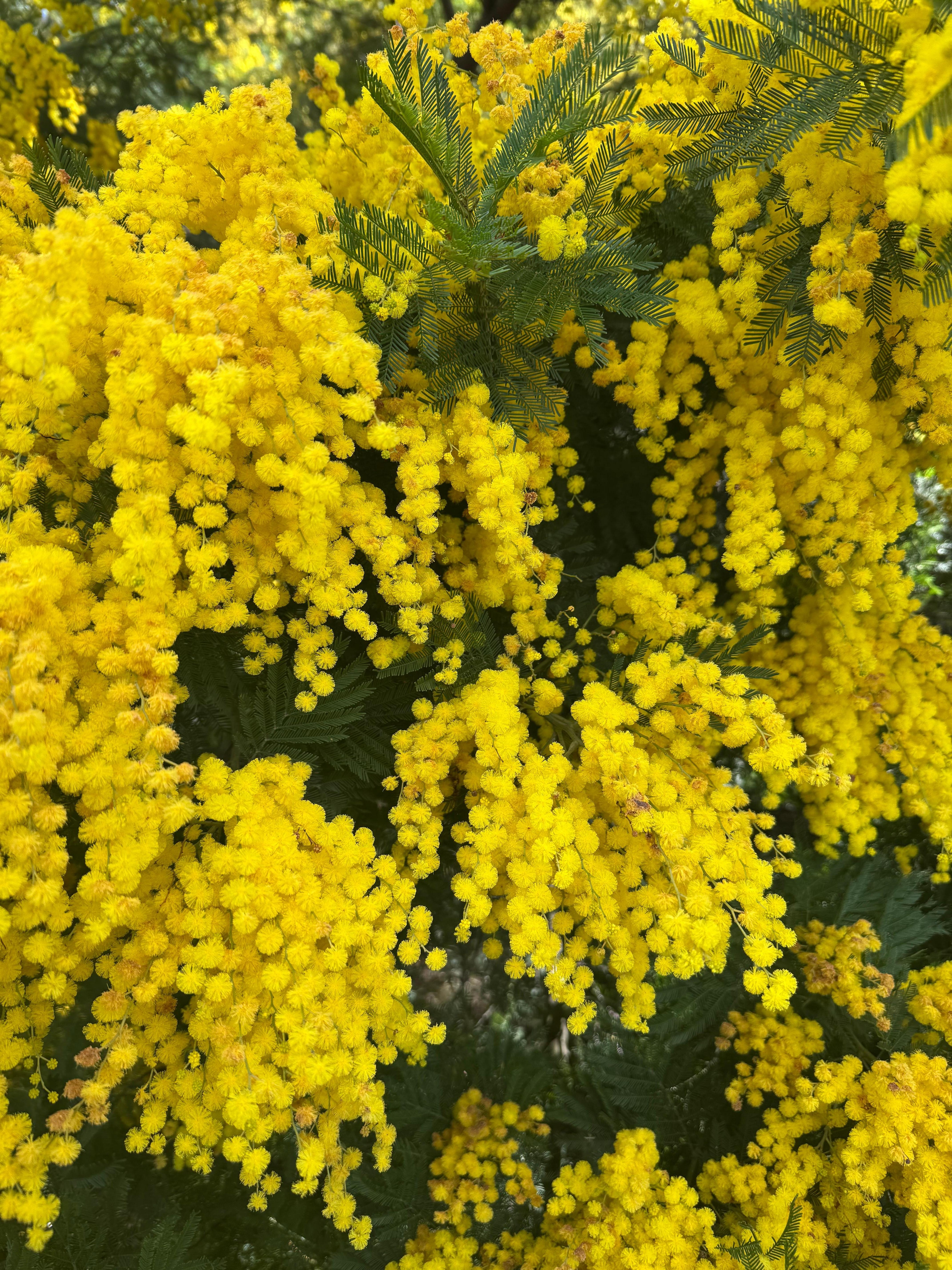 Wattle