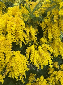Wattle