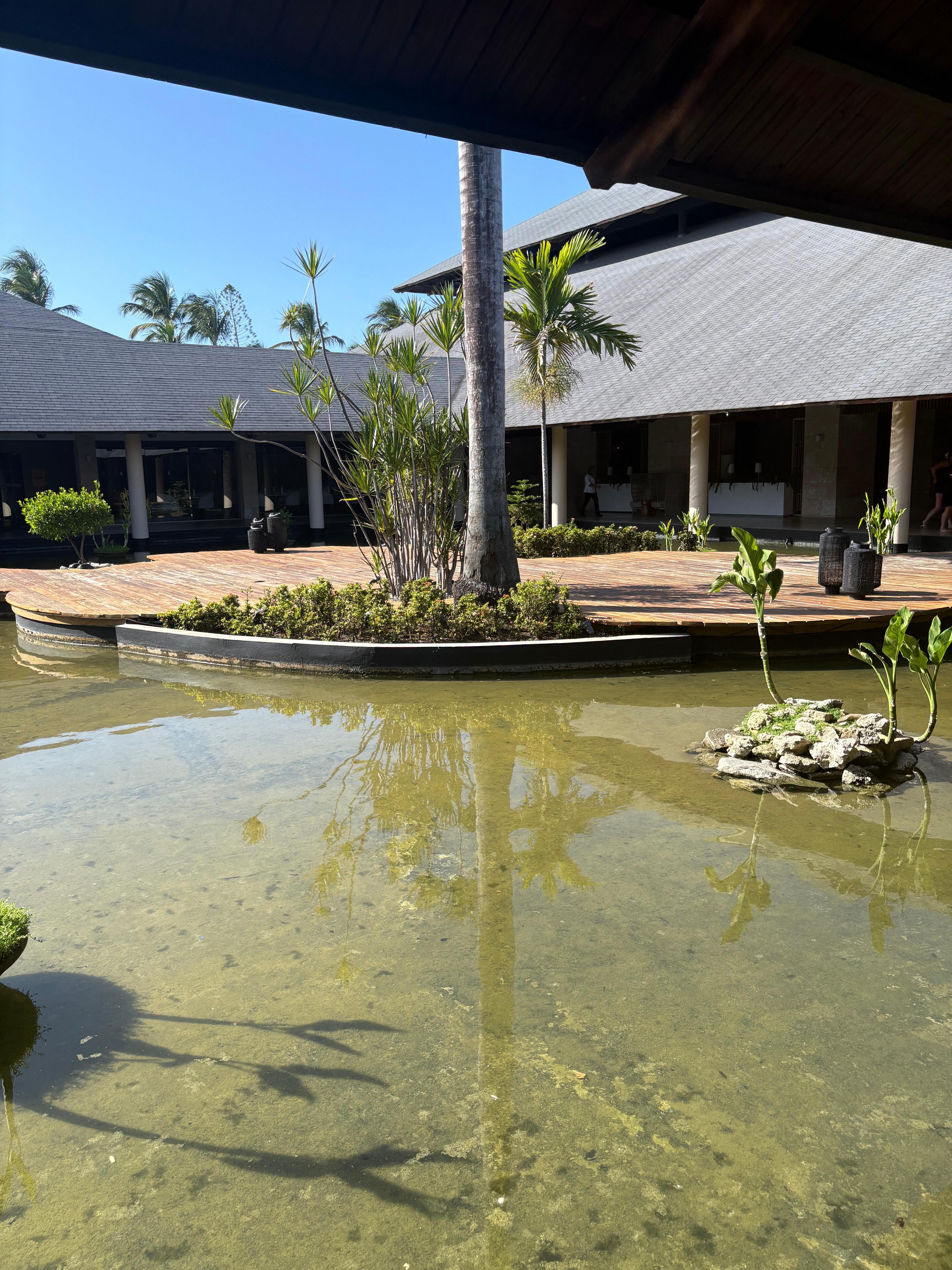 Cute turtles in the water 