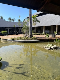 Cute turtles in the water