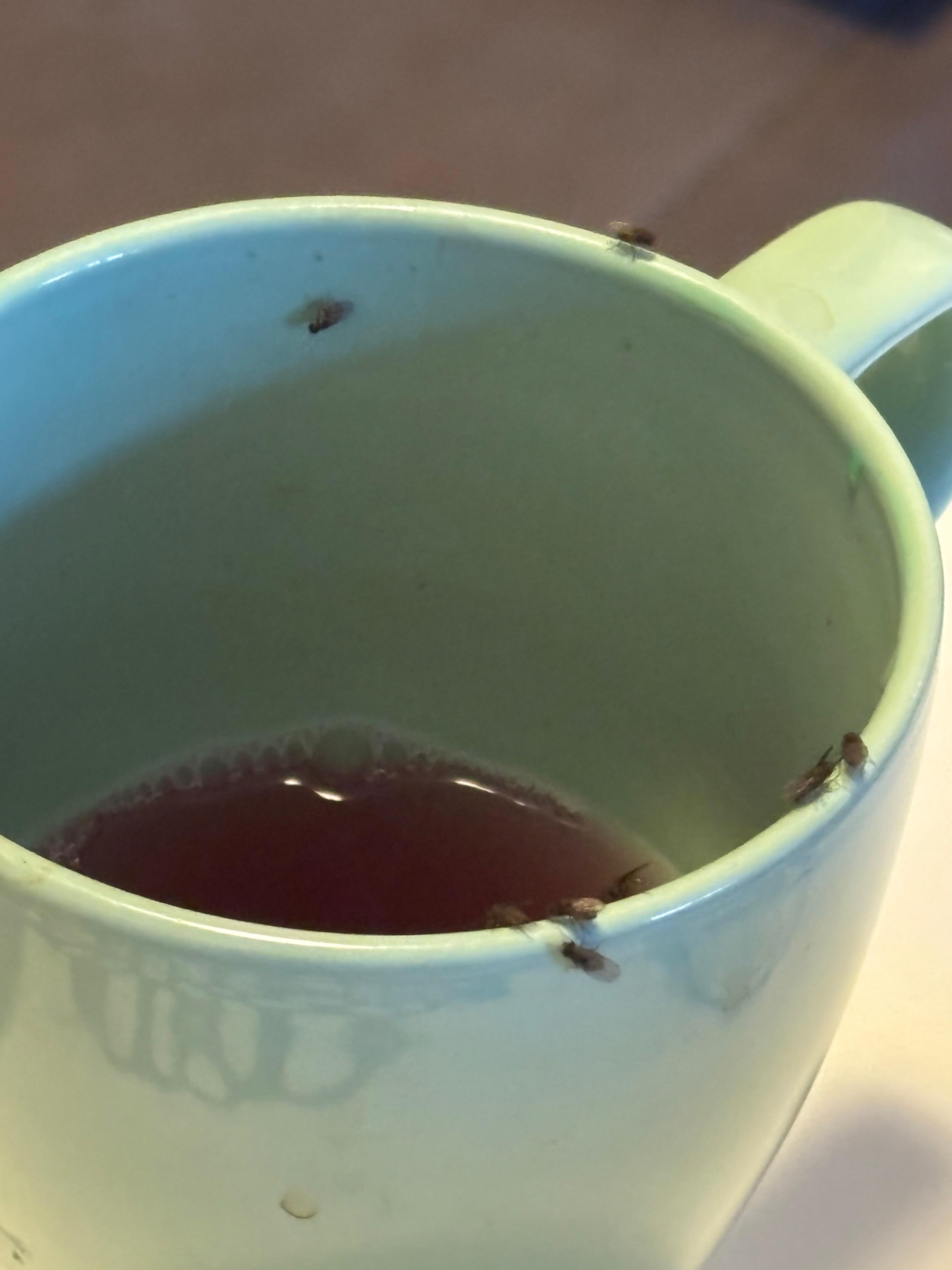 These are the bugs that were everywhere 