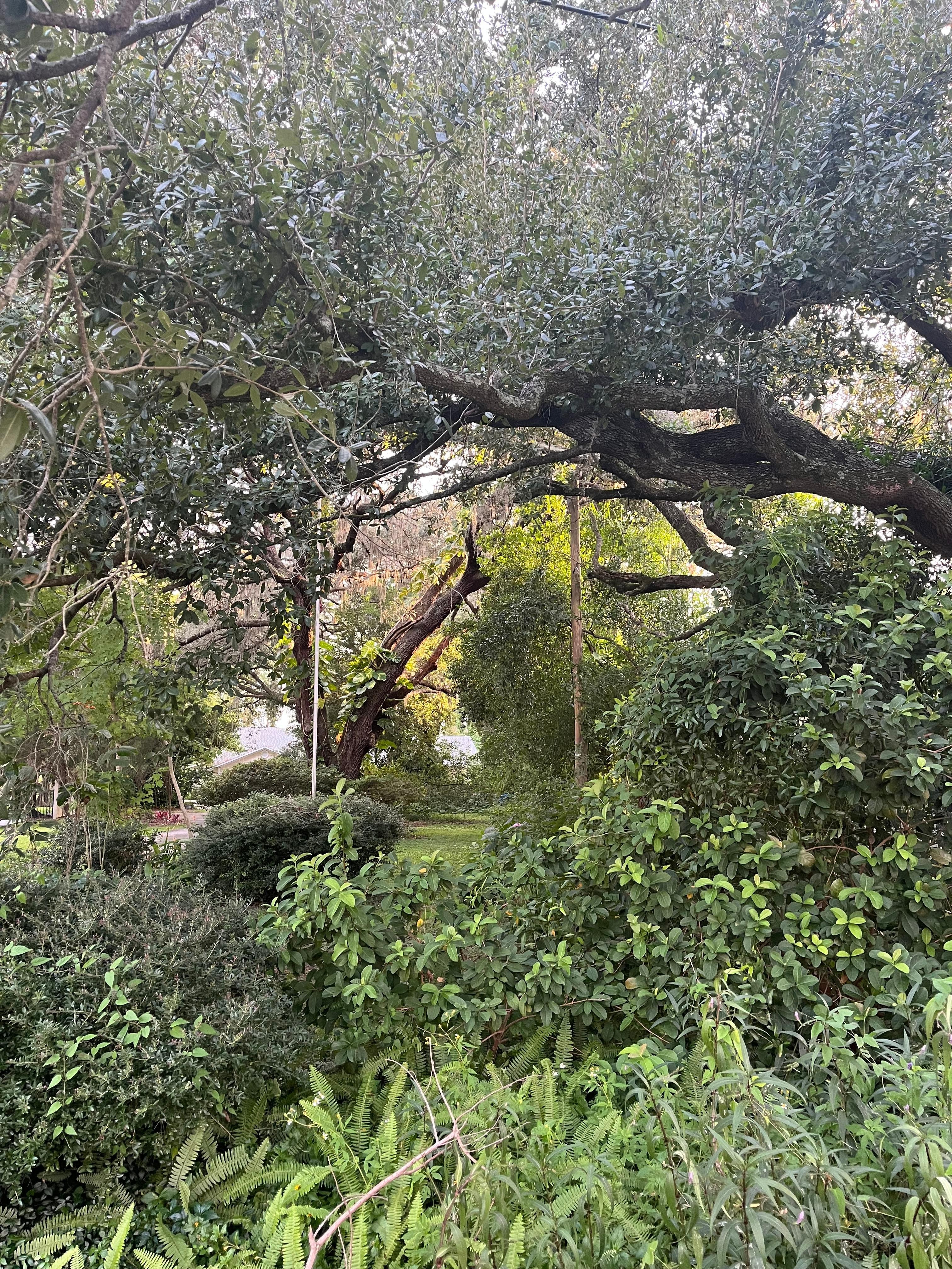 A magical spot on my walk 