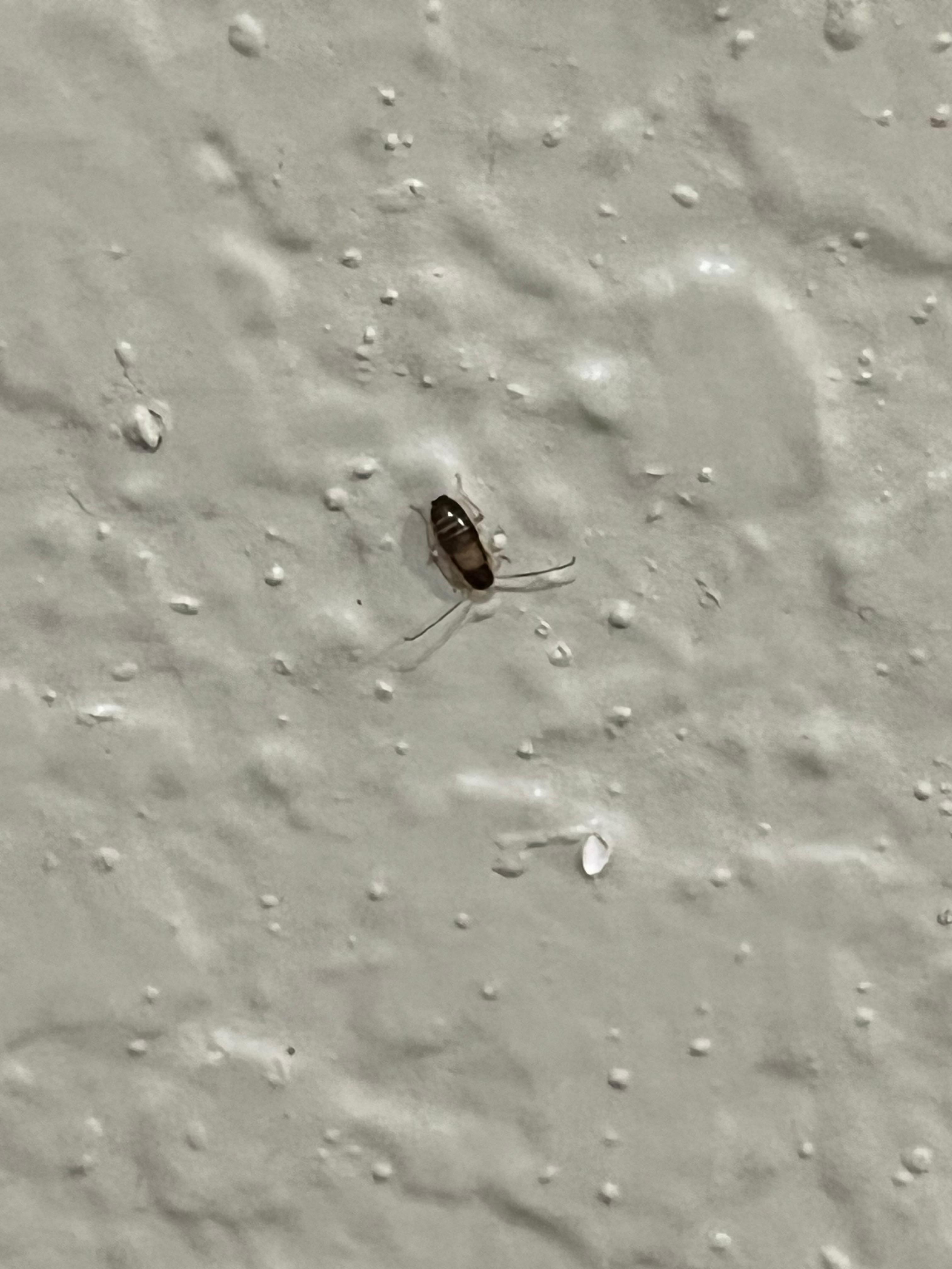 One of the bugs