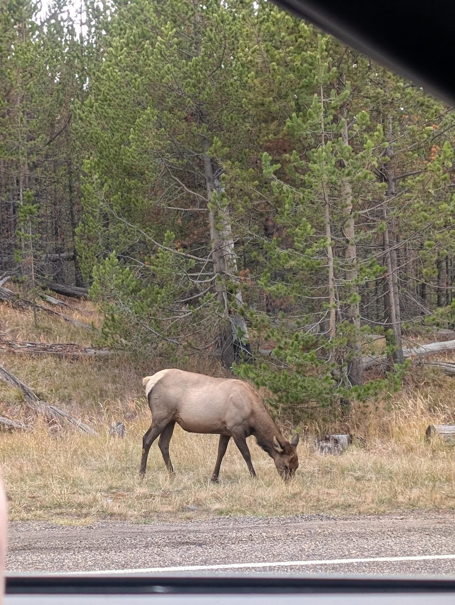 Elk