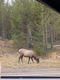 Elk