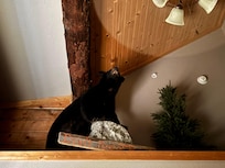 Bear overlooking the main floor bed in bedroom