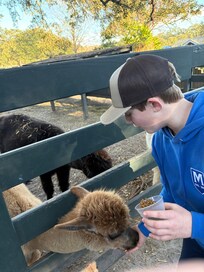feeding the llama