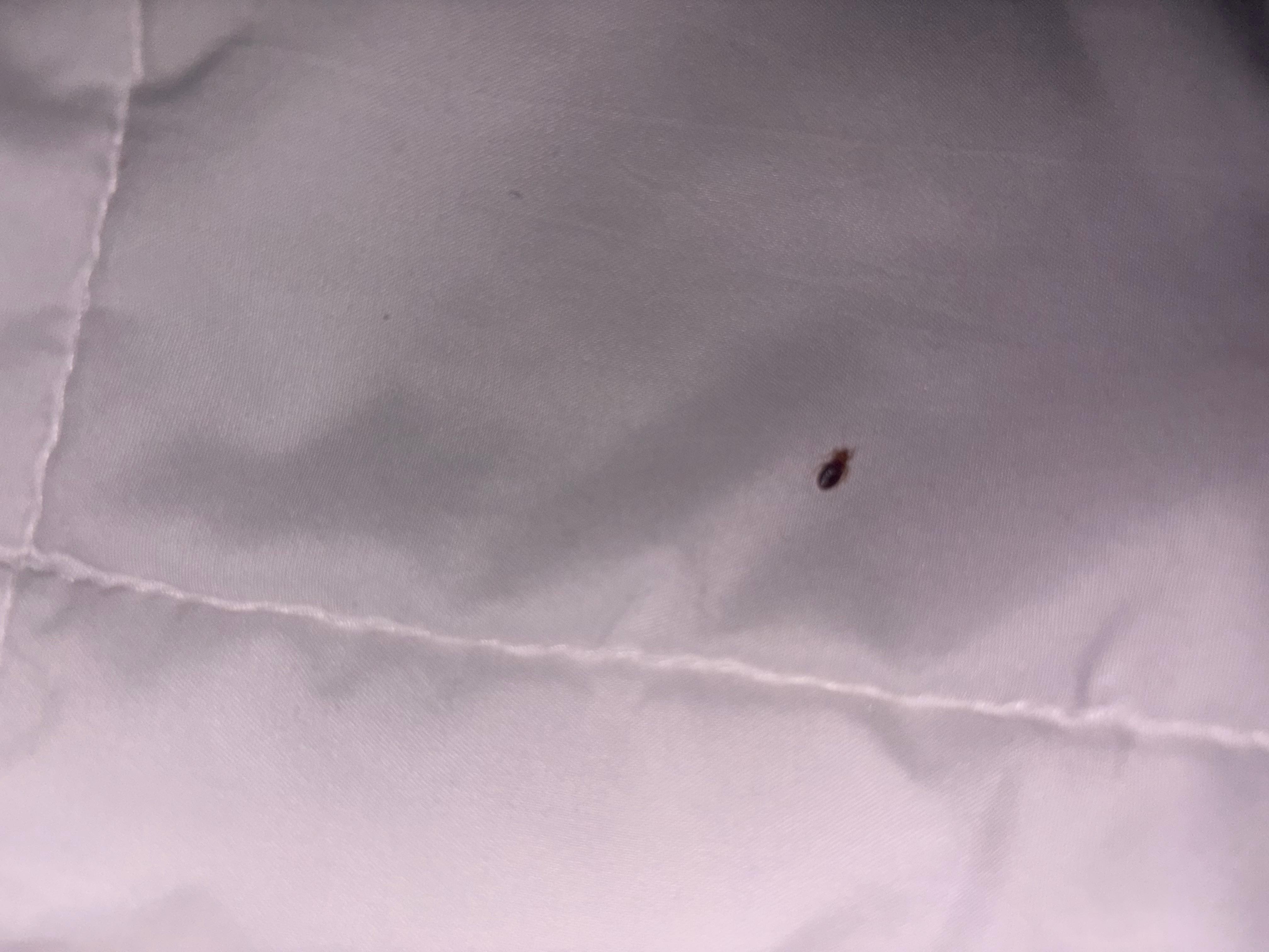 Bed bug when I woke and found it on my bed 