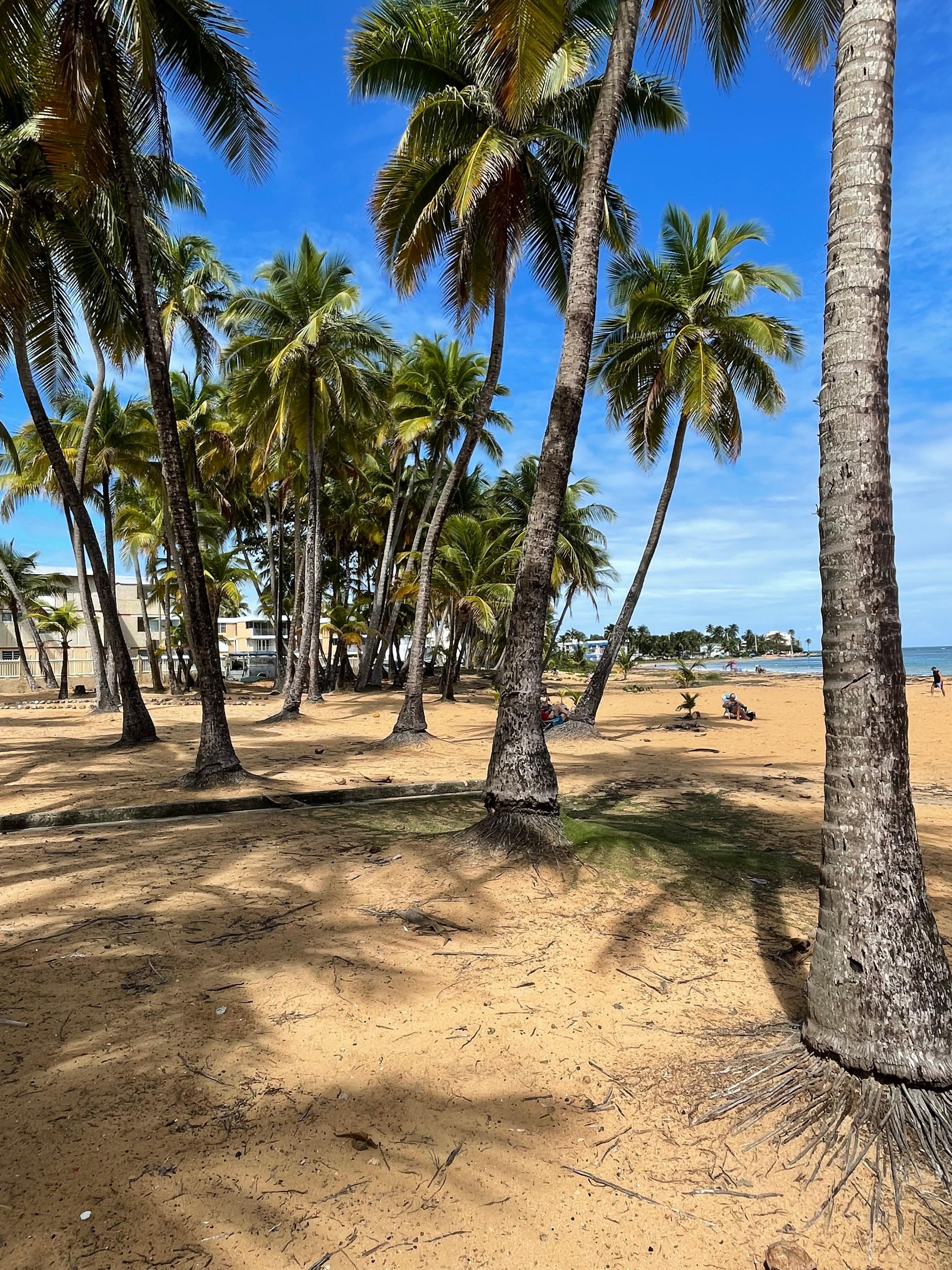 Hanging out in the shade at the beach.