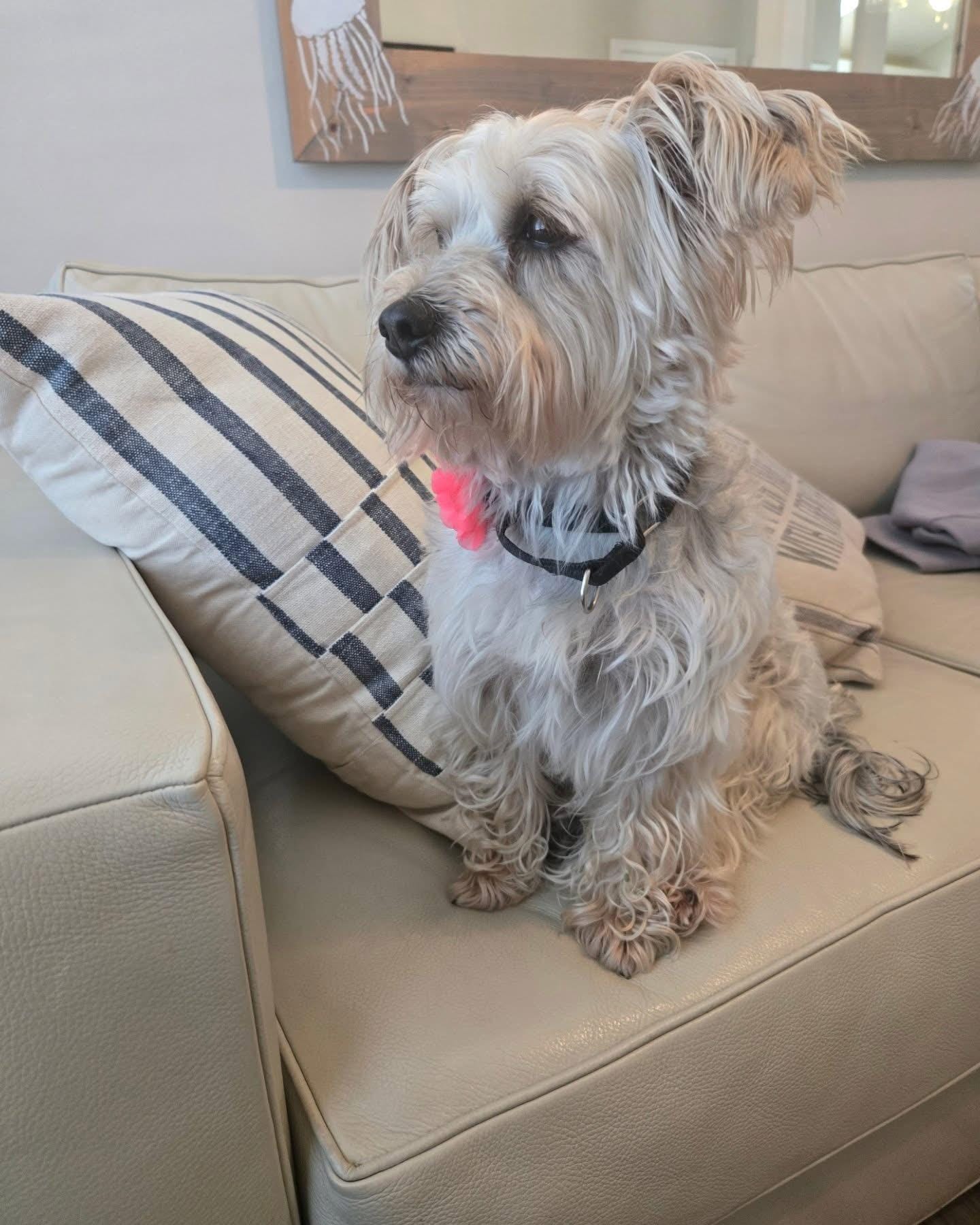 Lily checking the view out the window 💕