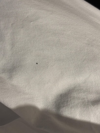 Bug on pillow
There was also hair