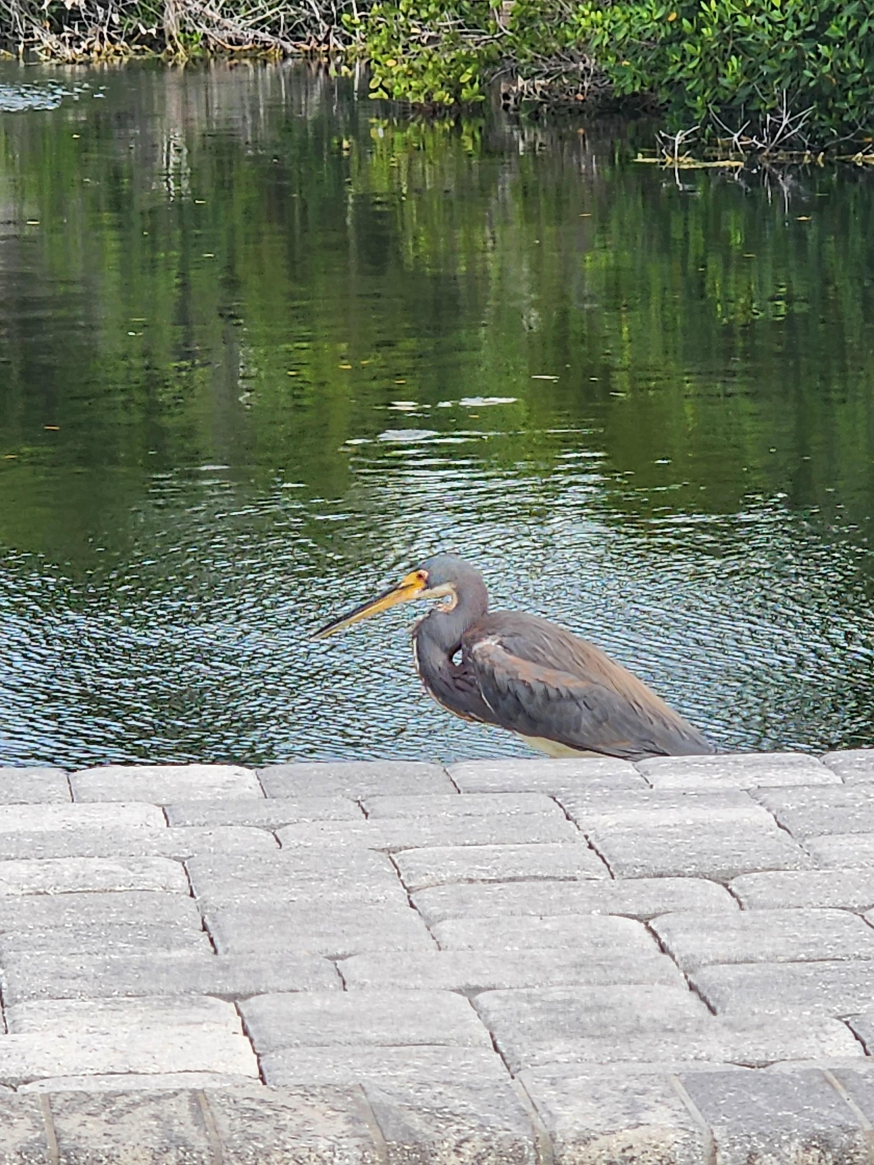 Tricolored Heron