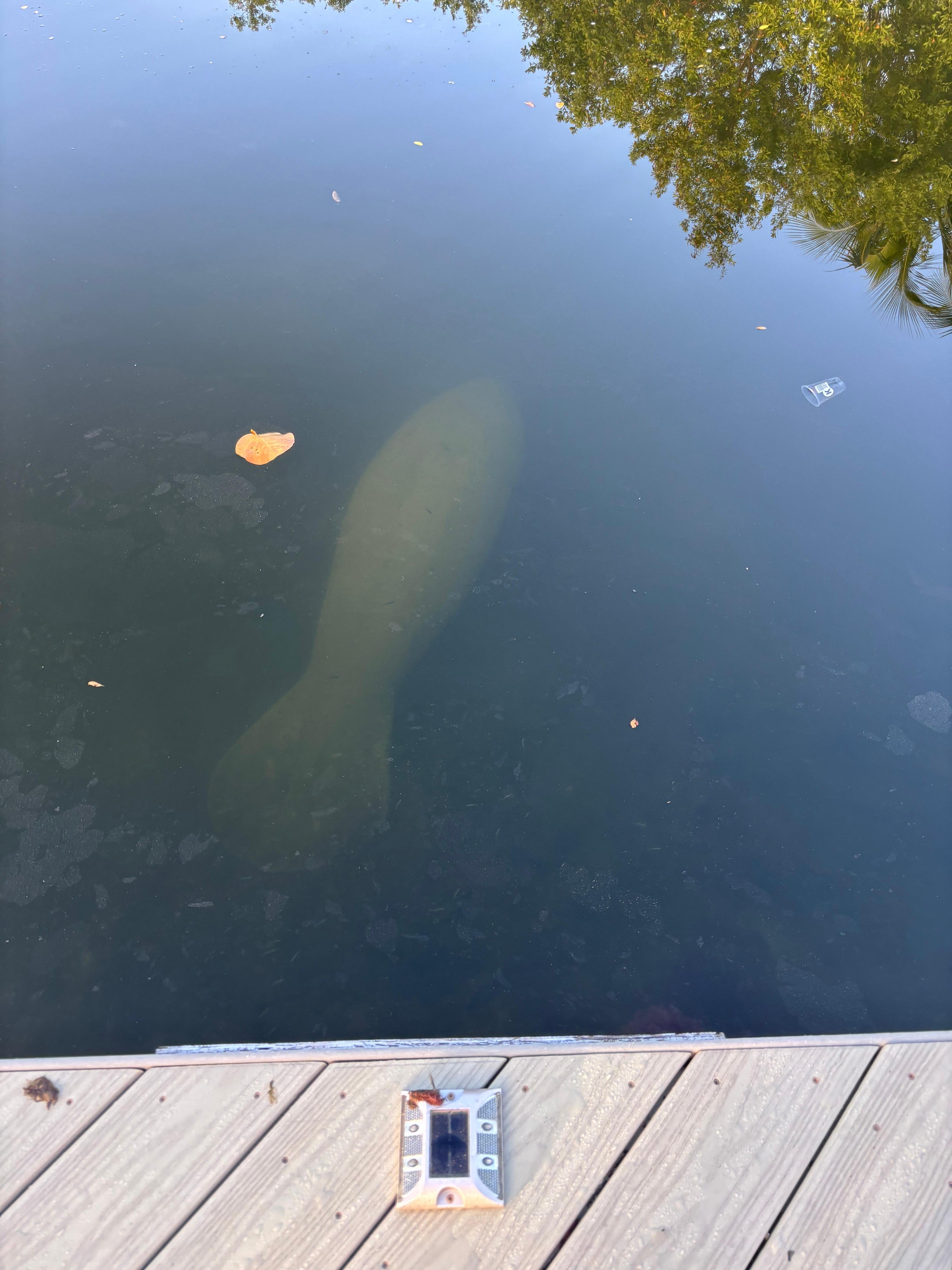 Manatee