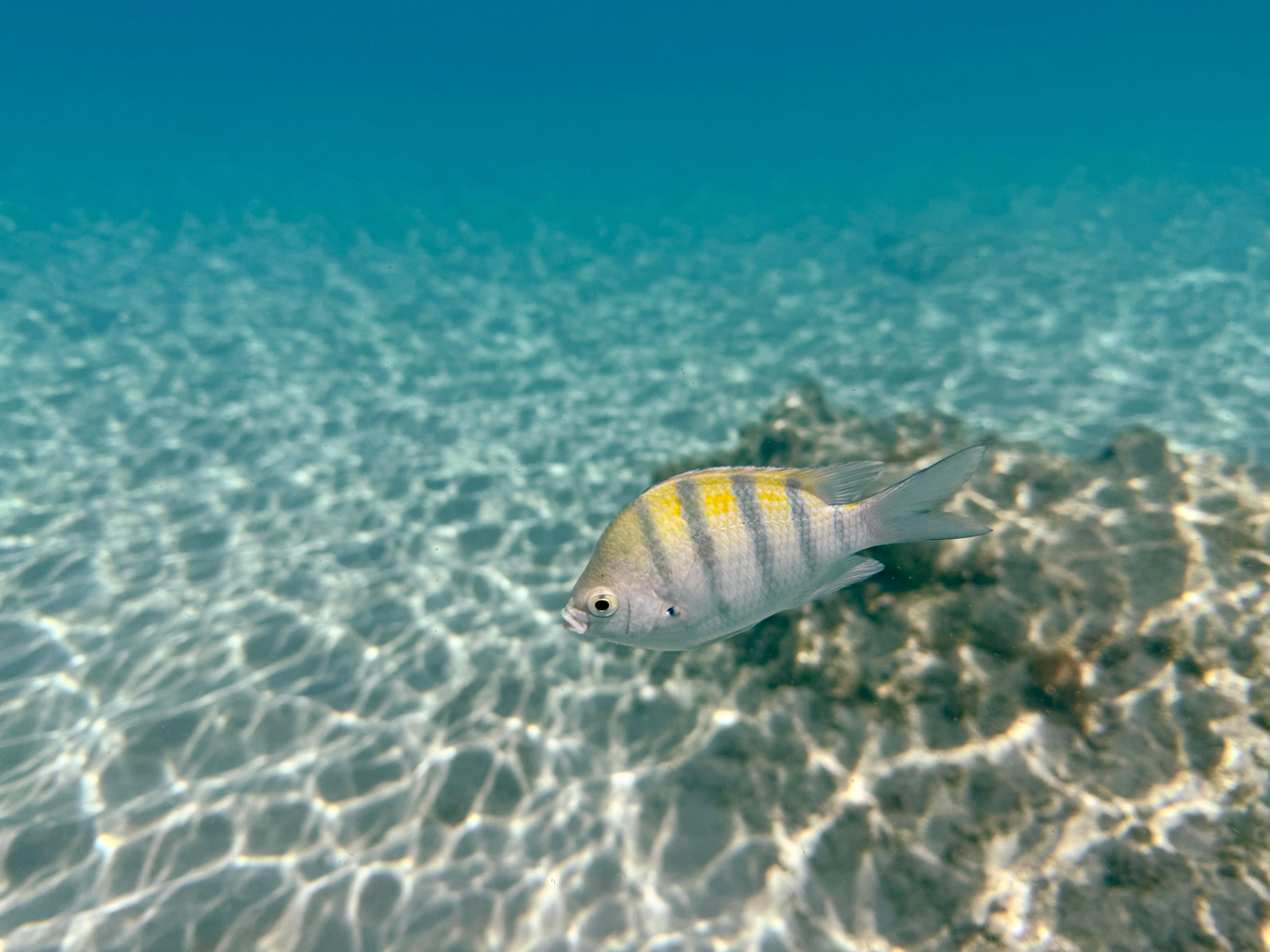 Snorkling just a few steps into the ocean