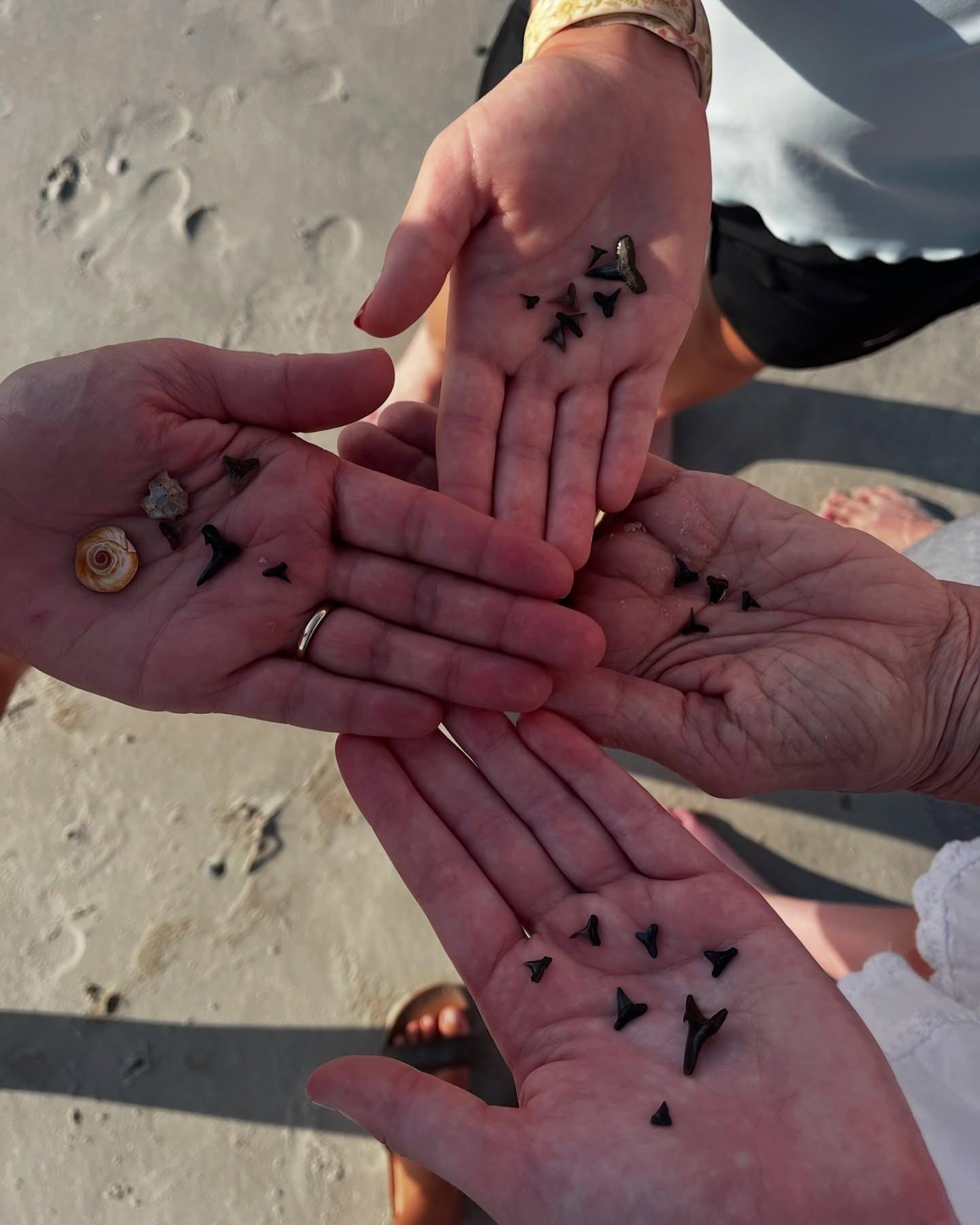 We found all of these teeth!!